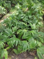 China Palm (Livistona Chinensis)