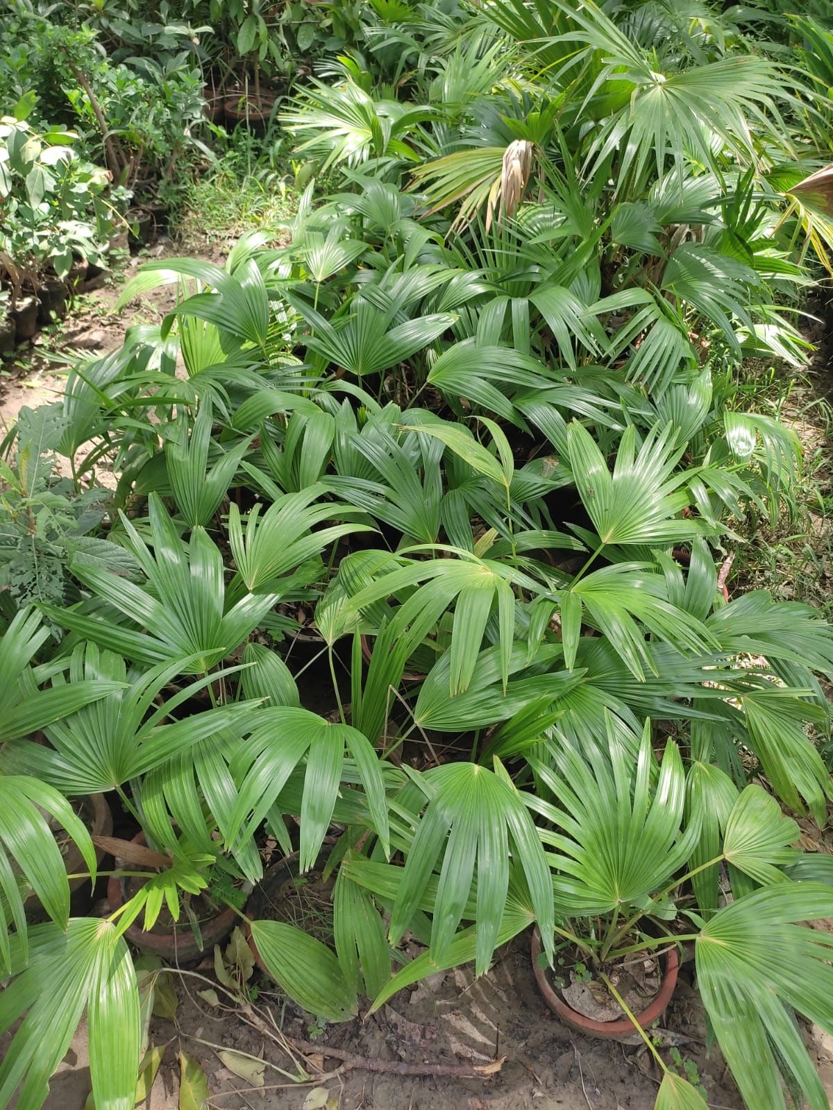 China Palm (Livistona Chinensis)