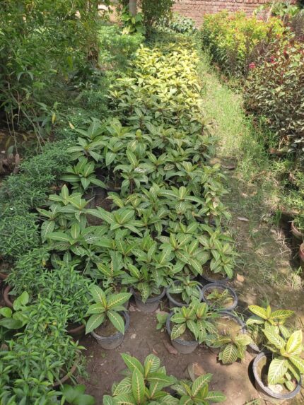 Sanchezia Plant