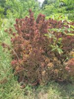 Acalypha wilkesiana