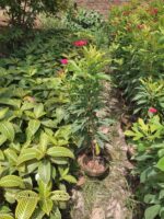 jatropha plant