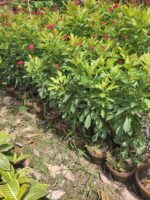 jatropha plant