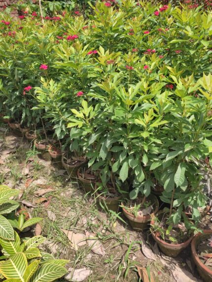 jatropha plant
