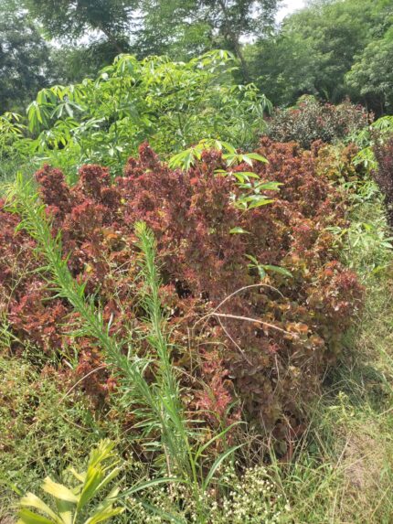 Acalypha wilkesiana