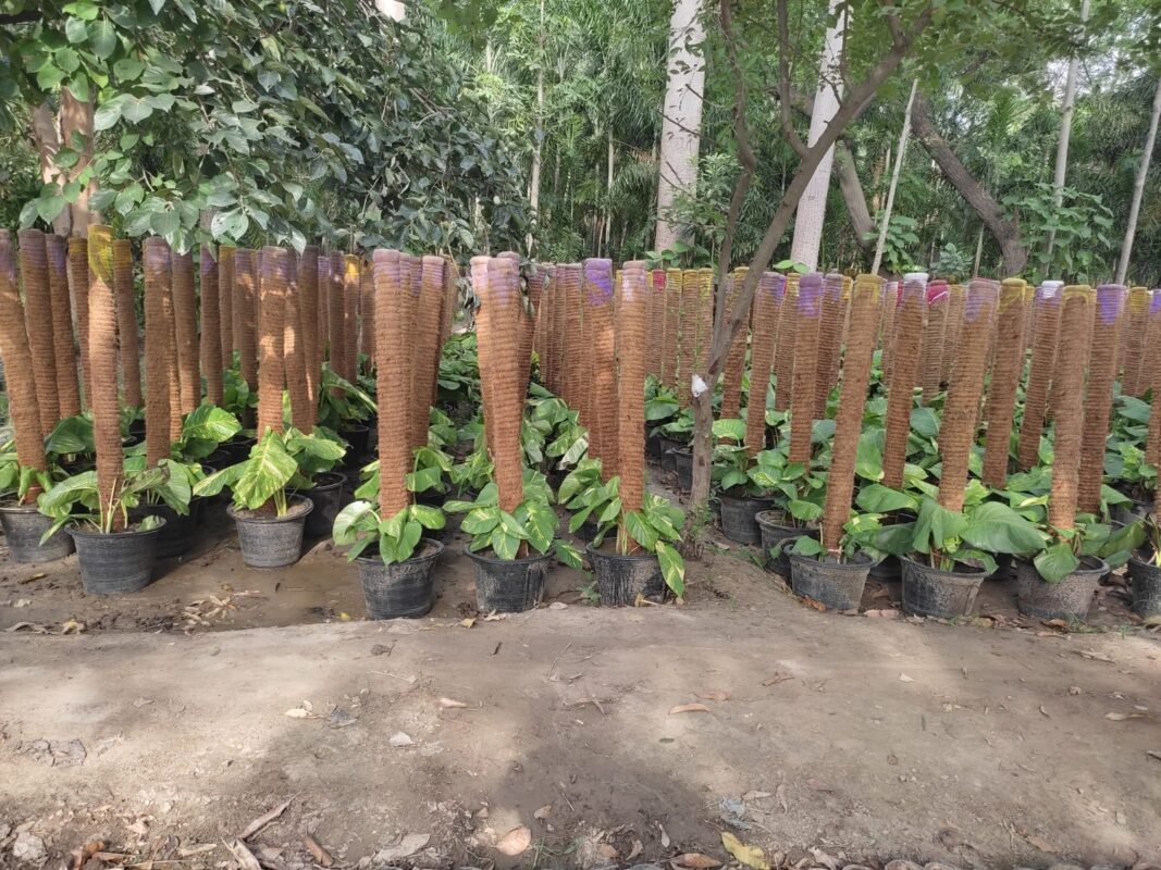 Money Plants