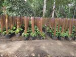 Money Plants