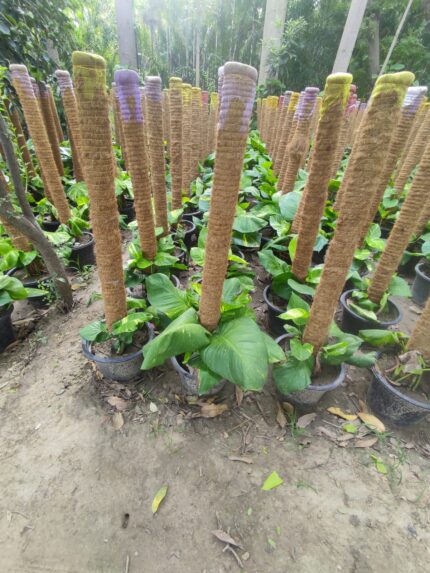 Money Plants