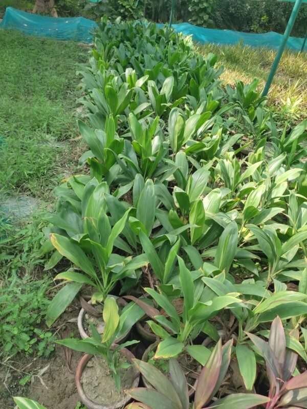 dracaena plant