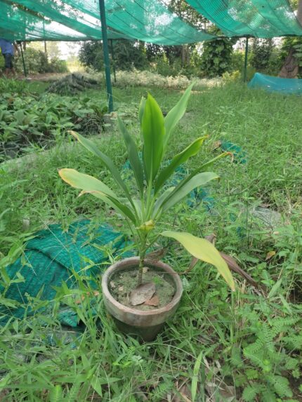 dracaena plant