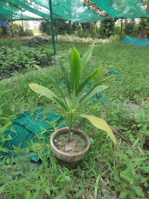 dracaena plant