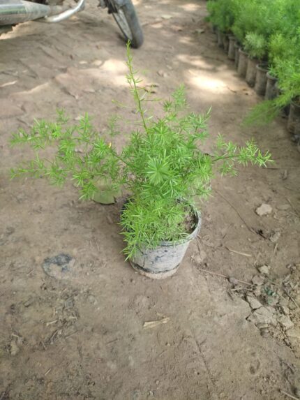 Asparagus Ferns plant
