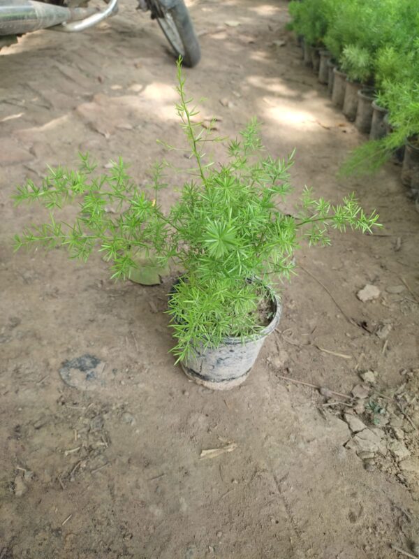 Asparagus Ferns plant