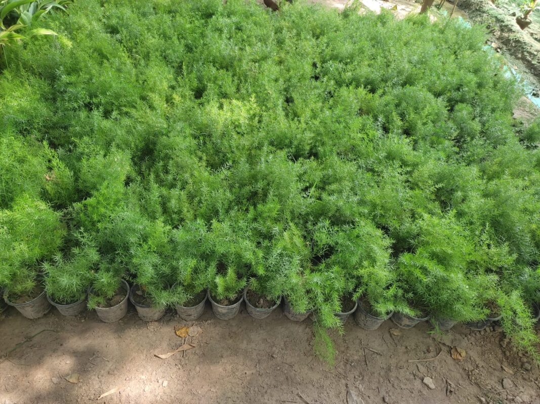Asparagus Ferns plant