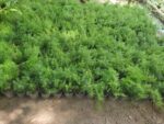 Asparagus Ferns plant