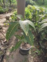 Sanchezia Plant