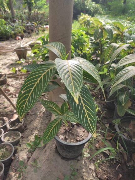 Sanchezia Plant
