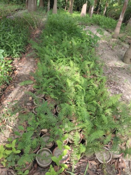 Sword Fern