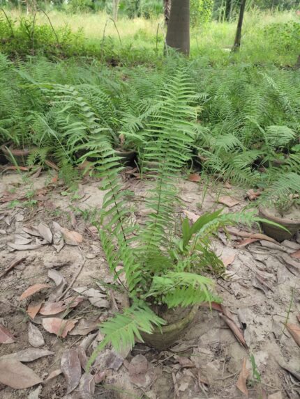 Sword Fern