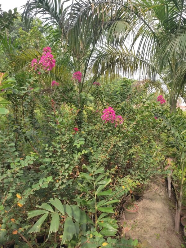 Crape Myrtle (Lagerstroemia indica)