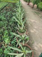 Furcraea foetida 'Striata' plant