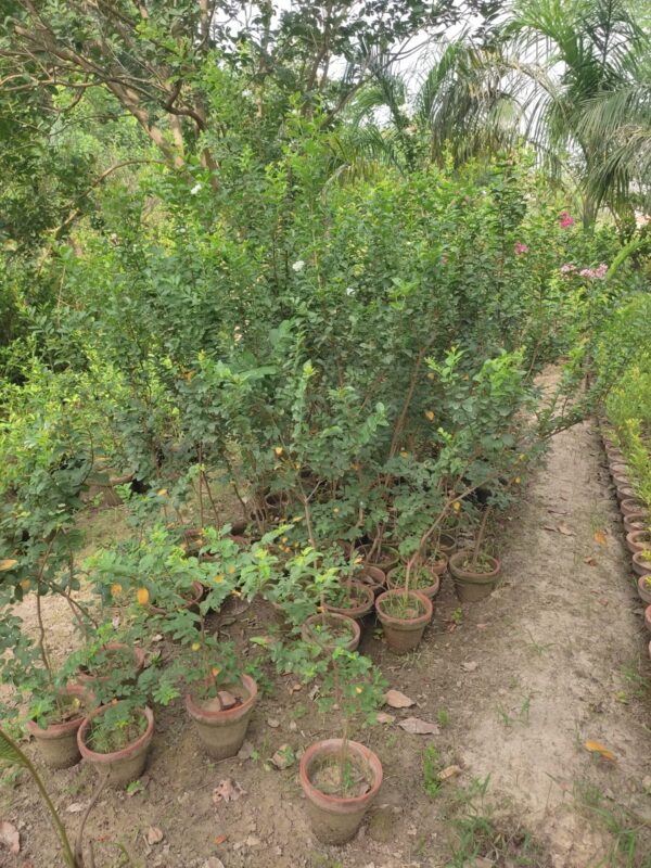Crape Myrtle (Lagerstroemia indica)white flowers plant