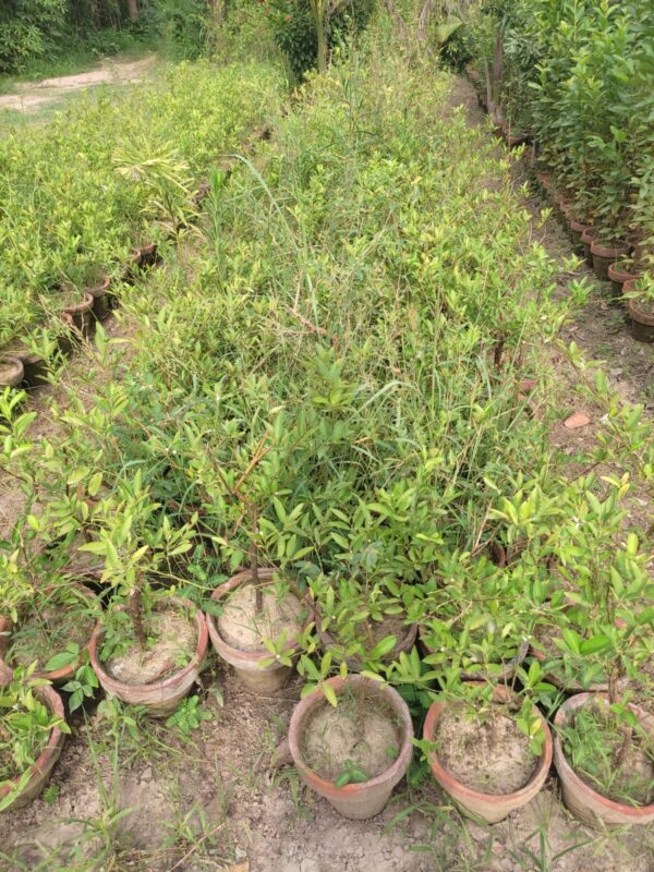 lemon plant