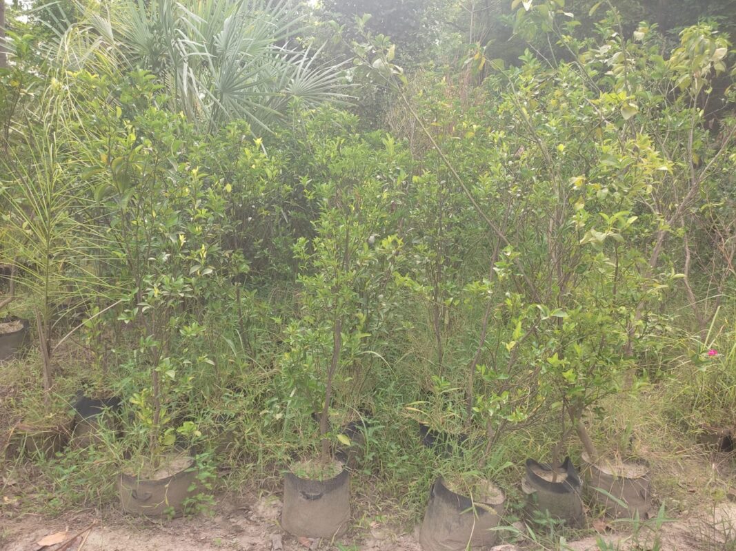 Mitha fruit plant