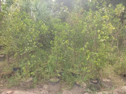 Mitha fruit plant
