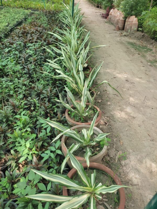 Furcraea foetida 'Striata' plant