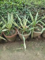 Furcraea foetida 'Striata' plant
