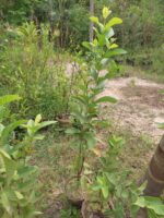 guava plants (Psidium guajava , amrood plants)