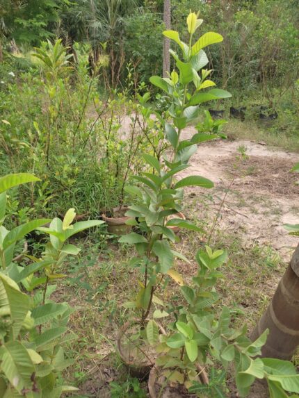 guava plants (Psidium guajava , amrood plants)