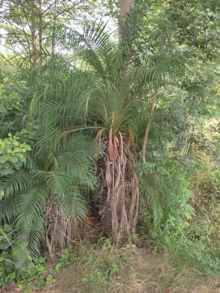 Pygmy Date Palms (Phoenix roebelenii)
