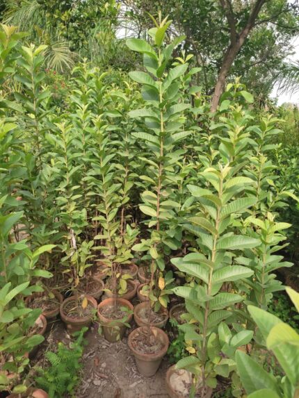 guava plants (Psidium guajava , amrood plants)