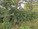 Pygmy Date Palms (Phoenix roebelenii)
