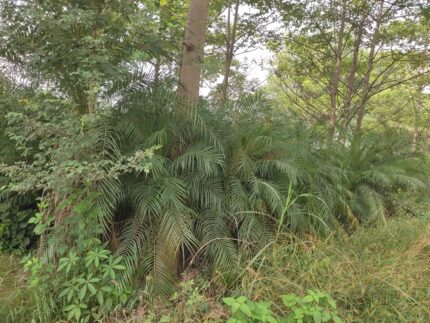 Pygmy Date Palms (Phoenix roebelenii)