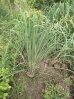 lemongrass plant