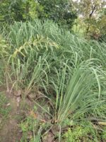 lemongrass plant