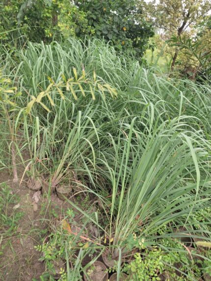 lemongrass plant