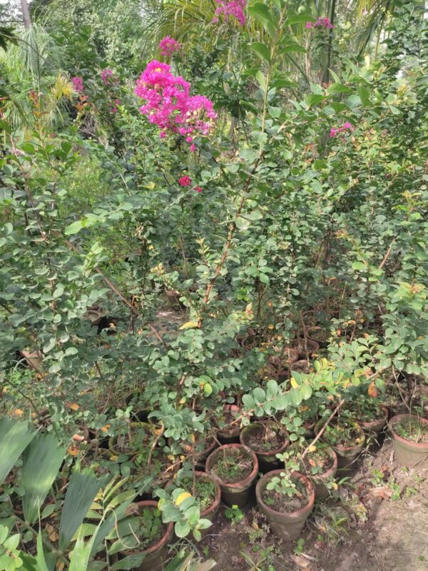 Crape Myrtle (Lagerstroemia indica)