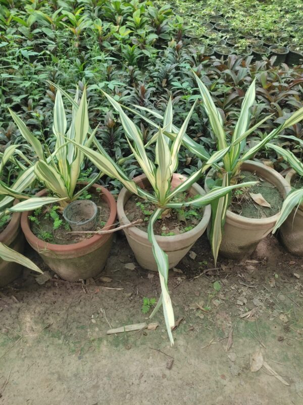 Furcraea foetida 'Striata' plant
