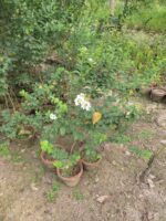 Crape Myrtle (Lagerstroemia indica)white flowers plant