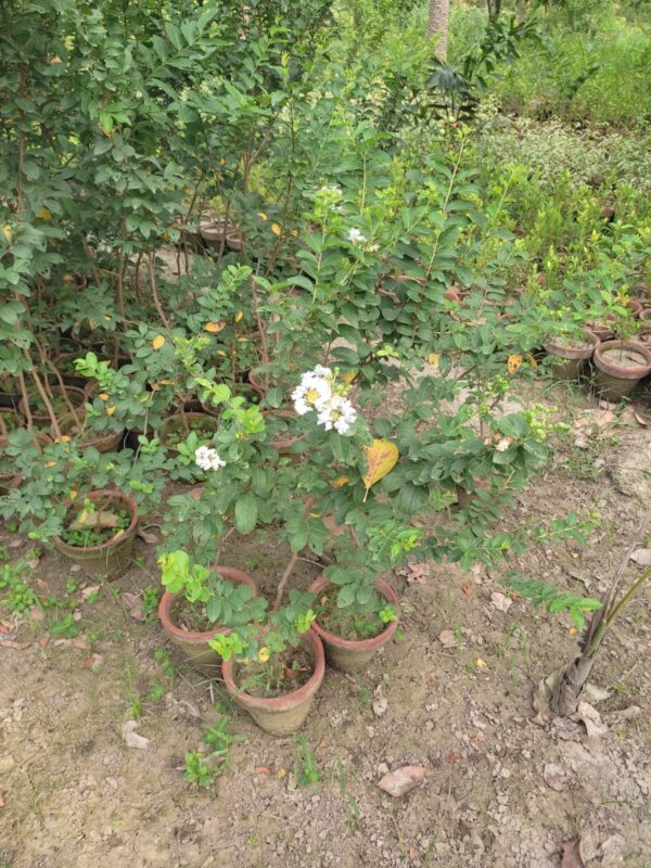 Crape Myrtle (Lagerstroemia indica)white flowers plant