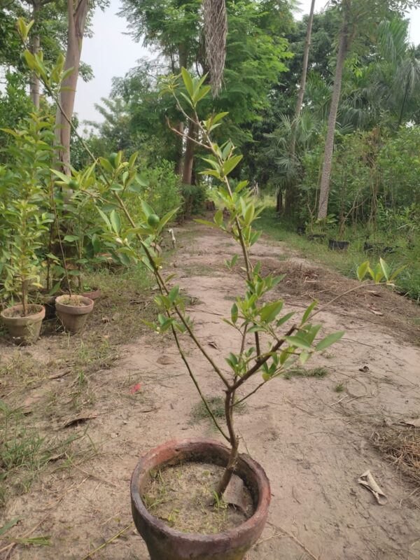lemon plant