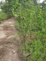Mitha fruit plant