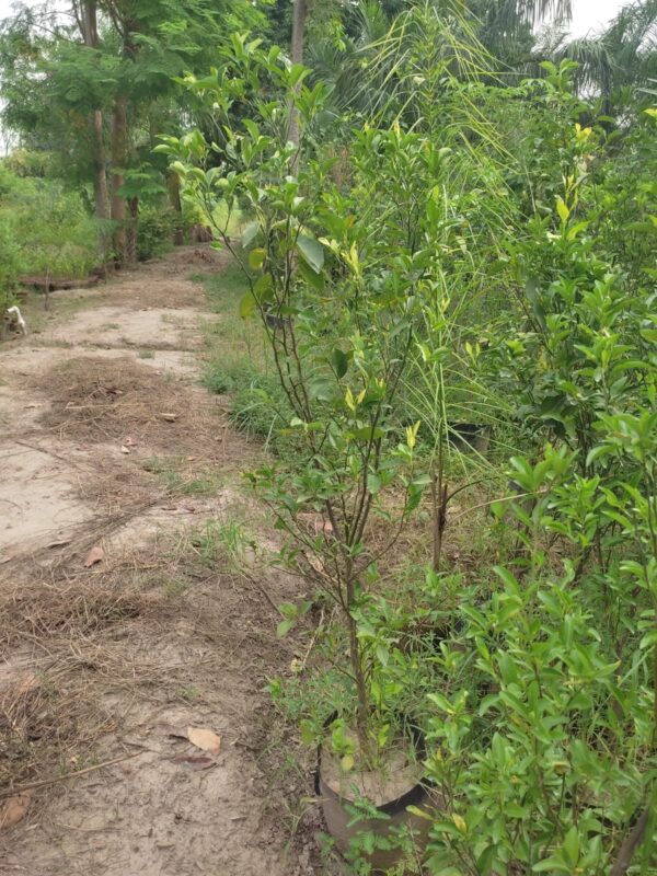 Mitha fruit plant