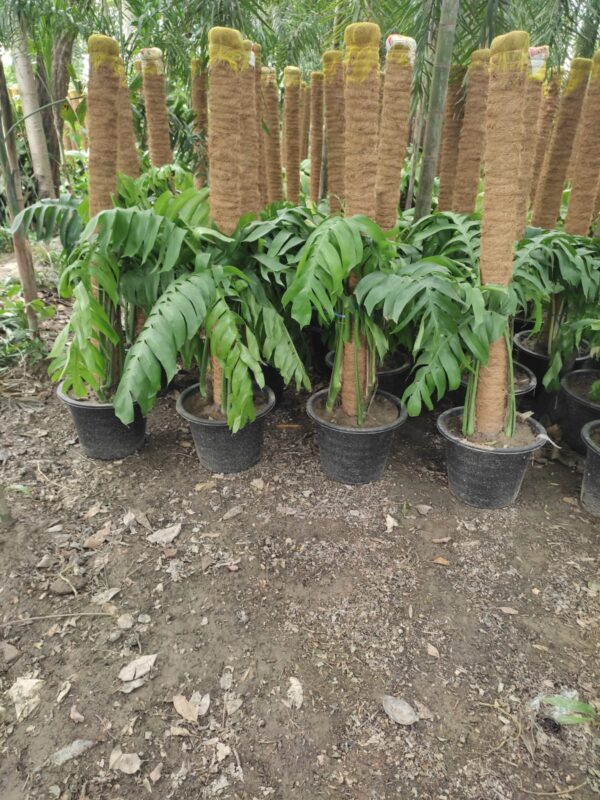 Epipremnum pinnatum