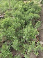 Ficus microcarpa