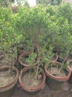 Ficus microcarpa