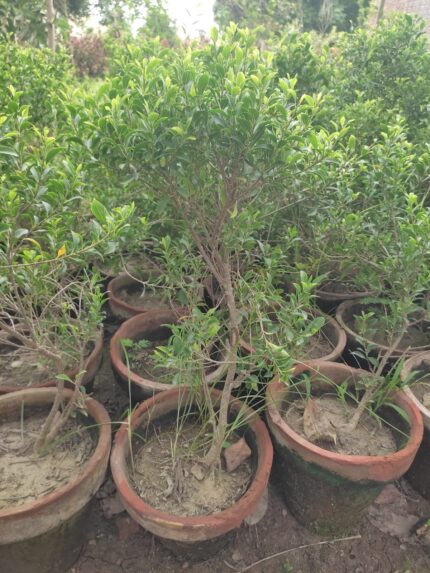Ficus microcarpa